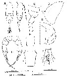Species Pseudodiaptomus yamato - Plate 1 of morphological figures