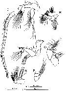 Species Pseudodiaptomus yamato - Plate 2 of morphological figures