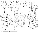 Species Pseudodiaptomus yamato - Plate 5 of morphological figures