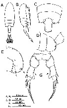 Species Pseudodiaptomus japonicus - Plate 1 of morphological figures