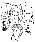 Espèce Pseudodiaptomus japonicus - Planche 24 de figures morphologiques