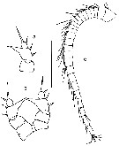 Species Eurytemora caspica - Plate 2 of morphological figures