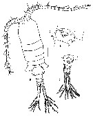 Species Eurytemora caspica - Plate 1 of morphological figures