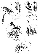 Espce Eurytemora caspica - Planche 3 de figures morphologiques