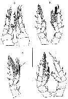 Species Eurytemora caspica - Plate 4 of morphological figures