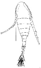 Espce Eurytemora caspica - Planche 5 de figures morphologiques