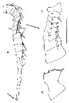 Espce Eurytemora caspica - Planche 6 de figures morphologiques