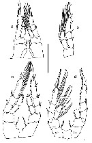 Species Eurytemora caspica - Plate 7 of morphological figures