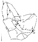 Espce Eurytemora caspica - Planche 8 de figures morphologiques