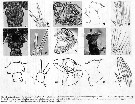 Espèce Eurytemora affinis - Planche 18 de figures morphologiques