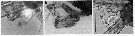 Espèce Eurytemora affinis - Planche 21 de figures morphologiques