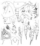 Espèce Scolecithricella vittata - Planche 3 de figures morphologiques