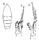Espèce Oithona atlantica - Planche 17 de figures morphologiques