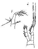 Espèce Oithona longispina - Planche 5 de figures morphologiques