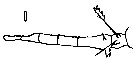 Espèce Oithona plumifera - Planche 28 de figures morphologiques