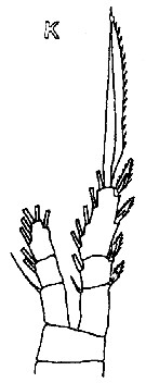 Espèce Oithona robusta - Planche 12 de figures morphologiques
