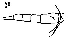 Species Dioithona oculata - Plate 18 of morphological figures