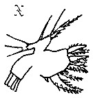 Espèce Oithona brevicornis - Planche 38 de figures morphologiques