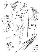 Species Euchaeta marina - Plate 49 of morphological figures