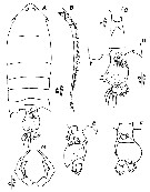 Species Pontella sinica - Plate 5 of morphological figures