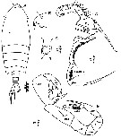 Espèce Pontella sinica - Planche 6 de figures morphologiques