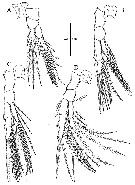 Espèce Acartia (Odontacartia) nadiensis - Planche 4 de figures morphologiques