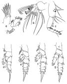Species Scolecithrix danae - Plate 6 of morphological figures