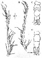Species Acartia (Odontacartia) nadiensis - Plate 8 of morphological figures