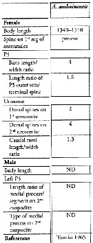 Espèce Acartia (Odontacartia) amboinensis - Planche 11 de figures morphologiques