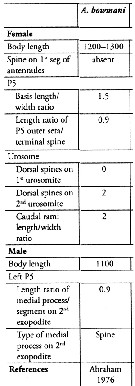 Espèce Acartia (Odontacartia) bowmani - Planche 9 de figures morphologiques