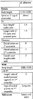 Espèce Acartia (Odontacartia) edentata - Planche 9 de figures morphologiques