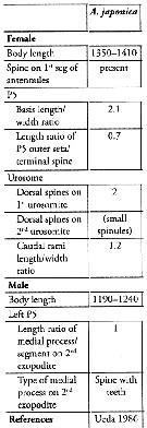 Espèce Acartia (Odontacartia) japonica - Planche 8 de figures morphologiques