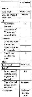 Espèce Acartia (Odontacartia) ohtsukai - Planche 8 de figures morphologiques