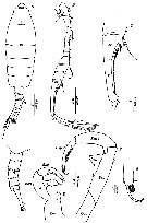 Species Tortanus (Atortus) minicoyensis - Plate 5 of morphological figures