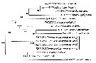 Espèce Tortanus (Atortus) minicoyensis - Planche 8 de figures morphologiques