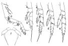 Espèce Racovitzanus antarcticus - Planche 3 de figures morphologiques
