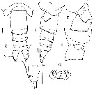 Species Prolutamator pseudohadalis - Plate 2 of morphological figures