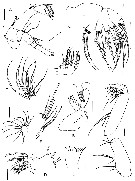 Species Prolutamator pseudohadalis - Plate 3 of morphological figures