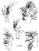 Espèce Speleophriopsis mljetensis - Planche 3 de figures morphologiques