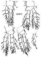 Espèce Speleophriopsis mljetensis - Planche 4 de figures morphologiques