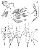 Species Lophothrix frontalis - Plate 3 of morphological figures