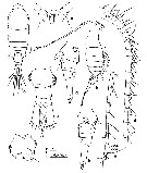 Espèce Centropages ponticus - Planche 25 de figures morphologiques