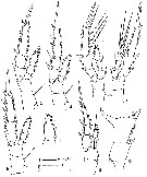 Espèce Centropages ponticus - Planche 27 de figures morphologiques