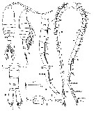 Espèce Centropages ponticus - Planche 30 de figures morphologiques