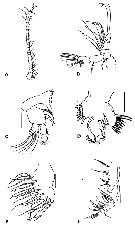 Espèce Bestiolina sarae - Planche 3 de figures morphologiques