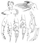 Espèce Lophothrix frontalis - Planche 5 de figures morphologiques