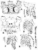 Species Monstrillopsis chilensis - Plate 5 of morphological figures