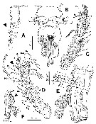 Espèce Monstrillopsis chilensis - Planche 6 de figures morphologiques
