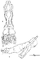 Espèce Monstrillopsis sp. - Planche 1 de figures morphologiques