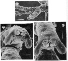 Espèce Monstrillopsis dubia - Planche 5 de figures morphologiques